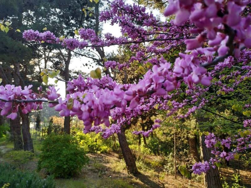 Baku: Fauna and Flora Tour - Exploring the Baku Botanical Garden