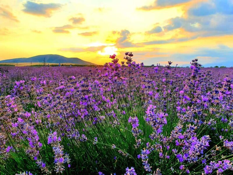 Baku-Gabala-Shamakhi-Tufandag -Nohur lake - Lavender fields - Practical Details and Tips