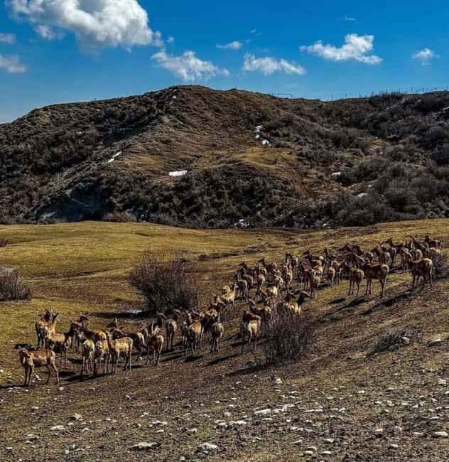Baku: Shamakhi Safari Tour with Local Lunch - Key Points