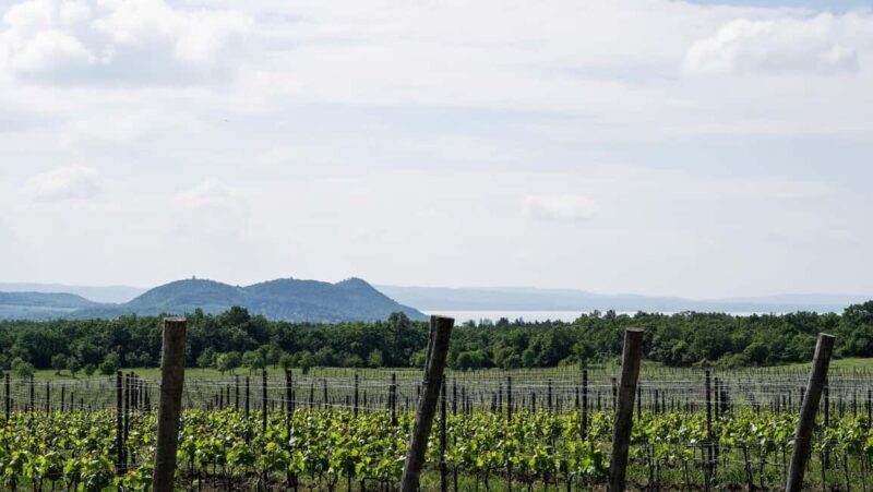 Balaton: Vineyard Tour and Wine Tasting with Zelna - Key Points