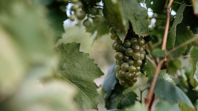 Balatonfüred: Zelna Wine Bistro Tasting Experience - Who Will Love This Experience?