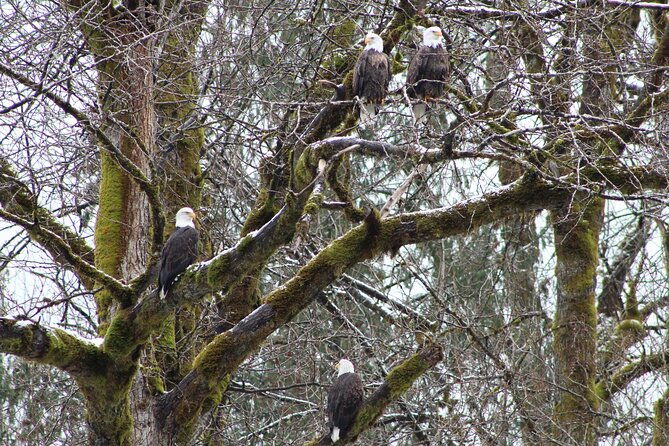 bald-eagles-nesting-area-tour-at-skagit-river