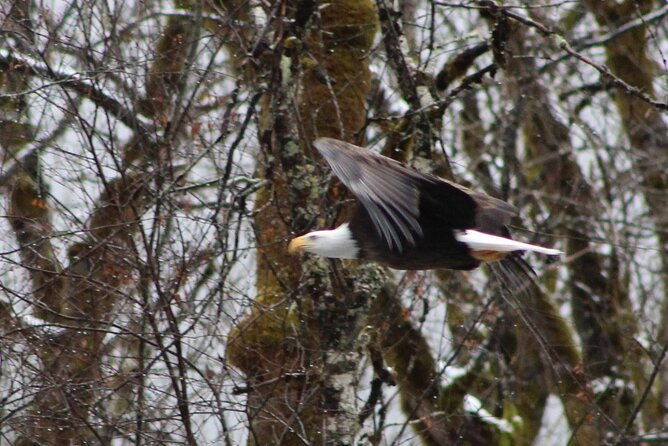 bald-eagles-nesting-area-tour-at-skagit-river