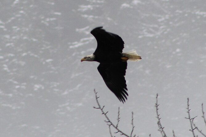 bald-eagles-nesting-area-tour-at-skagit-river