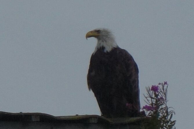 bald-eagles-nesting-area-tour-at-skagit-river