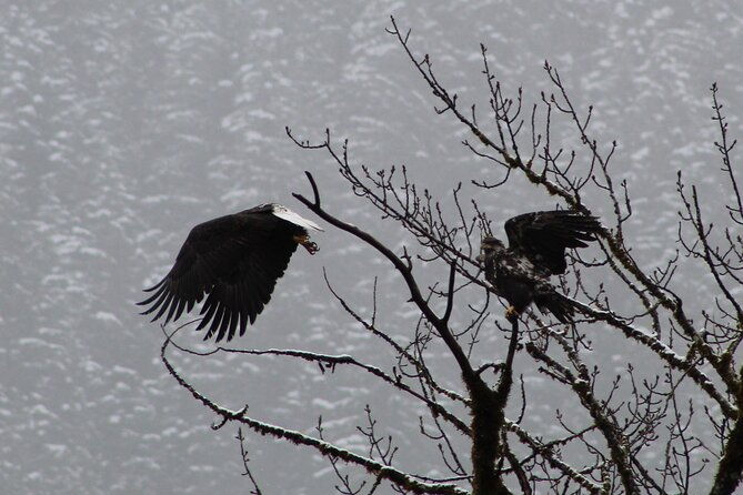 bald-eagles-nesting-area-tour-at-skagit-river