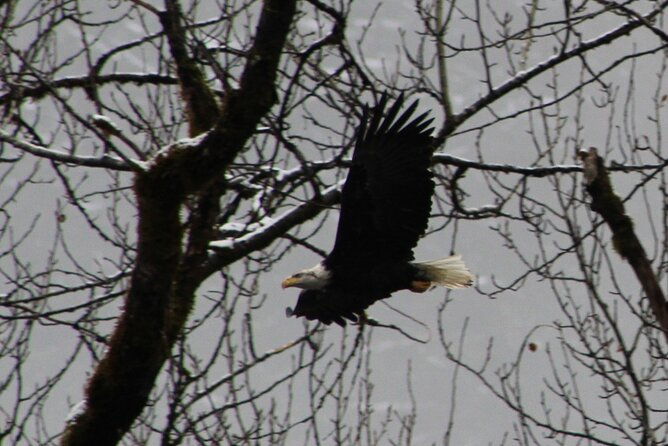 bald-eagles-nesting-area-tour-at-skagit-river