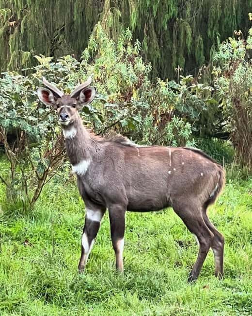 Bale Mountains: 3-Day Guided Trek with Wildlife and Camping - An In-Depth Look at the Bale Mountains Trek