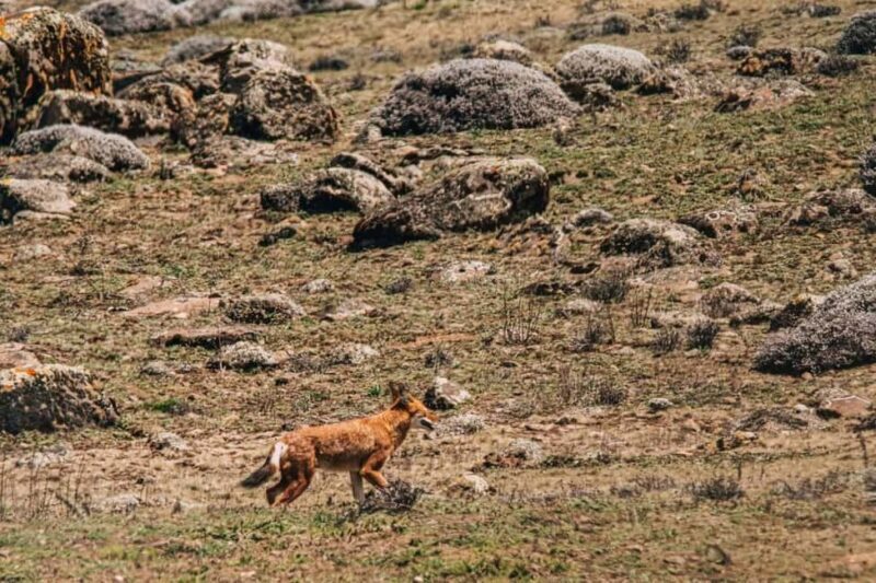 Bale Mountains: 3-Day Guided Trek with Wildlife and Camping - Final Thoughts