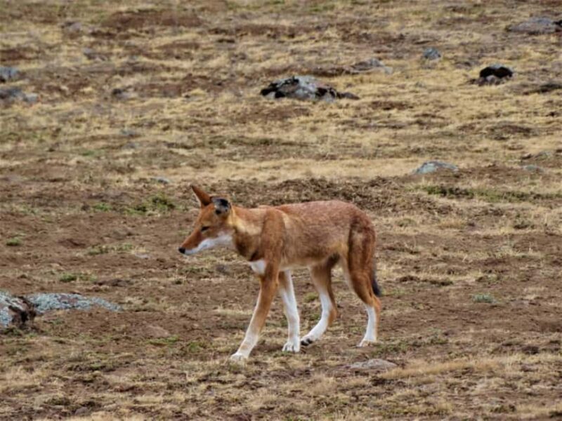 Bale Mountains Adventure: Explore Ethiopia's Wild Frontier - Key Points