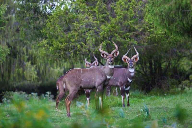 Bale Mountains Adventure: Explore Ethiopia's Wild Frontier - Exploring the Natural Beauty of Bale Mountains