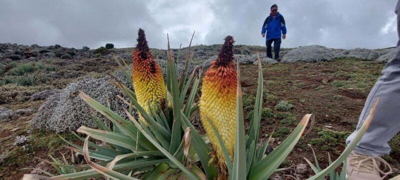 Bale mountains expedition:-4 days adventure trek - Authentic Wildlife Encounters and Scenic Views