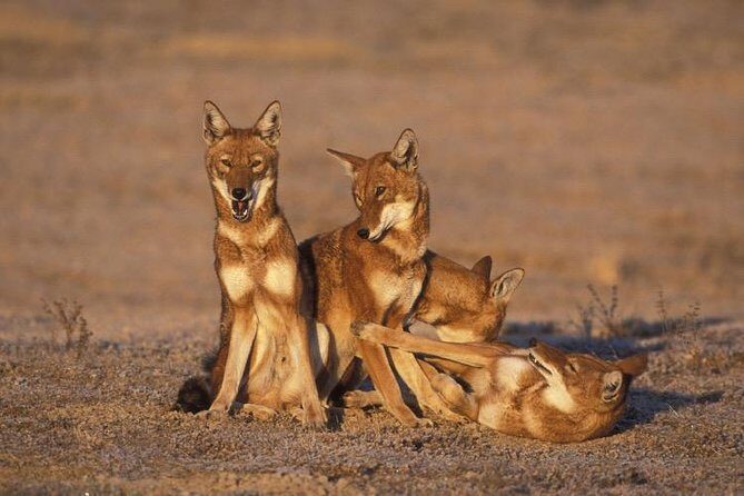 Bale Mountains National Park  5 Day Tour - What Does the Tour Include?