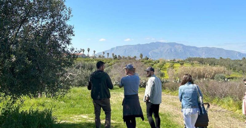 balestrate-olive-grove-tour-with-wines-olive-oil-tasting