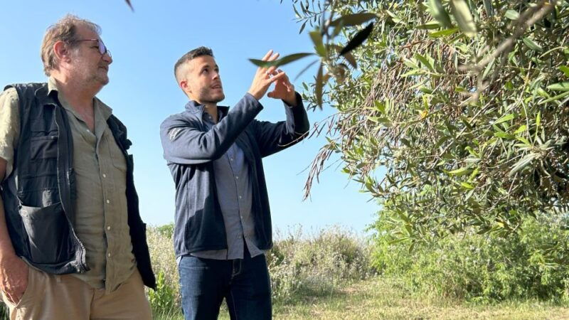balestrate-olive-grove-tour-with-wines-olive-oil-tasting