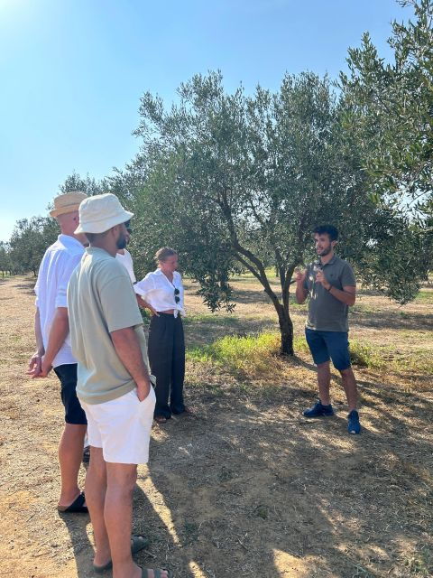 balestrate-olive-grove-tour-with-wines-olive-oil-tasting