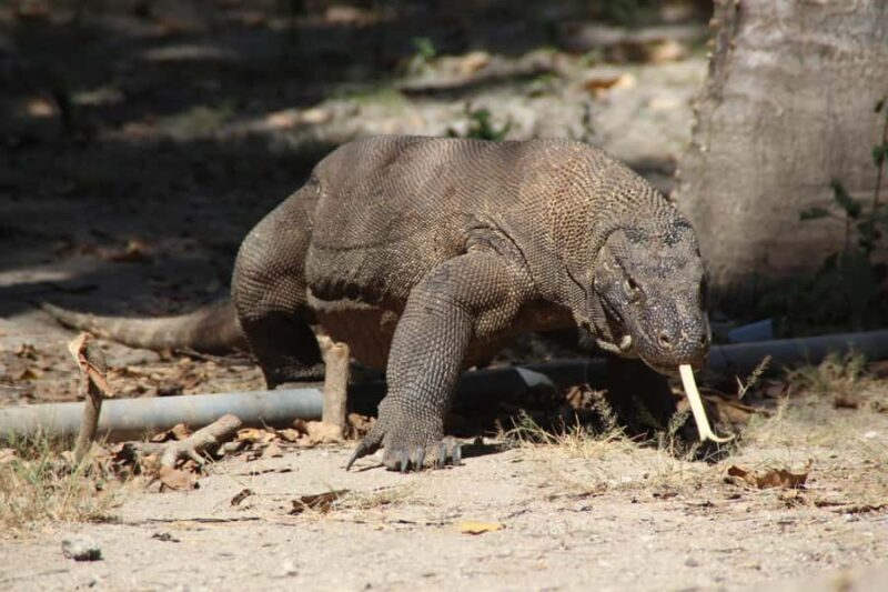 Bali: 2-Day Komodo National Park Tour - A Quick Look at This Adventure
