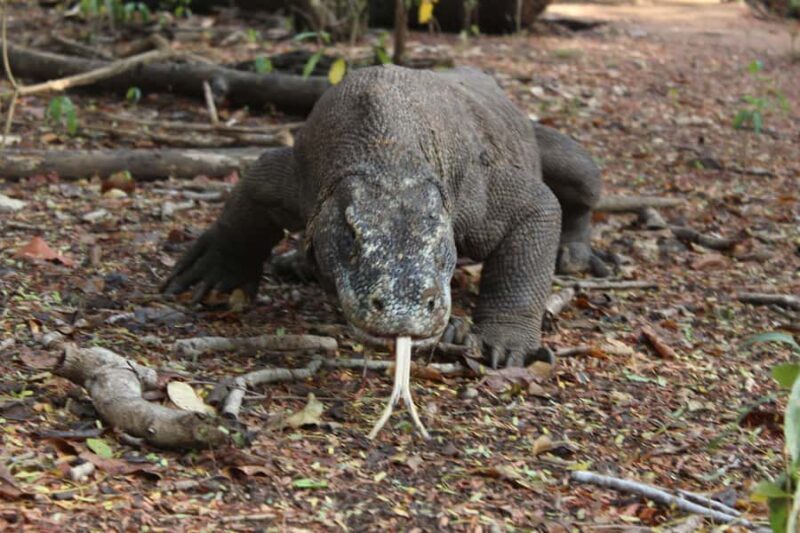 Bali: 2-Day Komodo National Park Tour - Frequently Asked Questions