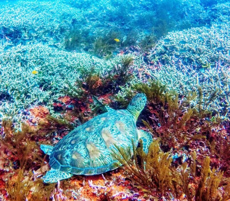 Bali: 2-Day PADI Advanced Open Water Course - Key Points