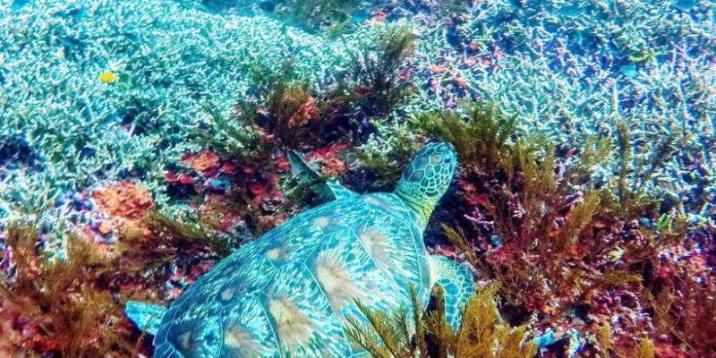 bali-2-day-padi-advanced-open-water-course