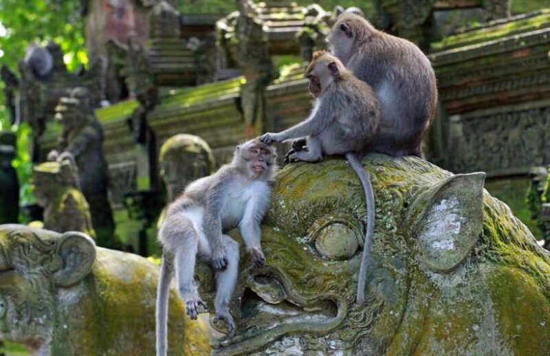 bali-adventure-atv-ride-sacred-monkey-forest-experience