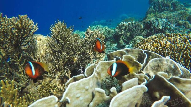 bali-all-inclusive-blue-lagoon-tanjung-jepung-snorkeling