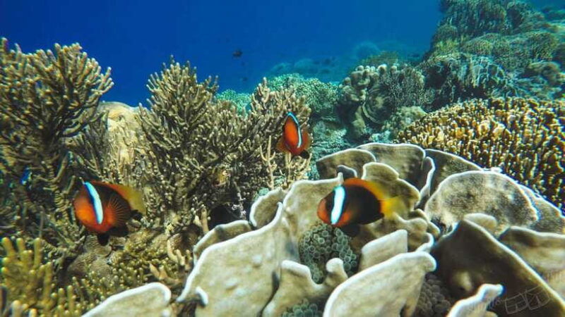 bali-all-inclusive-blue-lagoon-tanjung-jepung-snorkeling