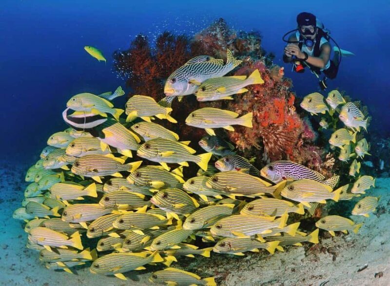 Bali/Amed: 2 Fun Dives for Certified Divers with Transfers - Discovering Amed’s Underwater Charm