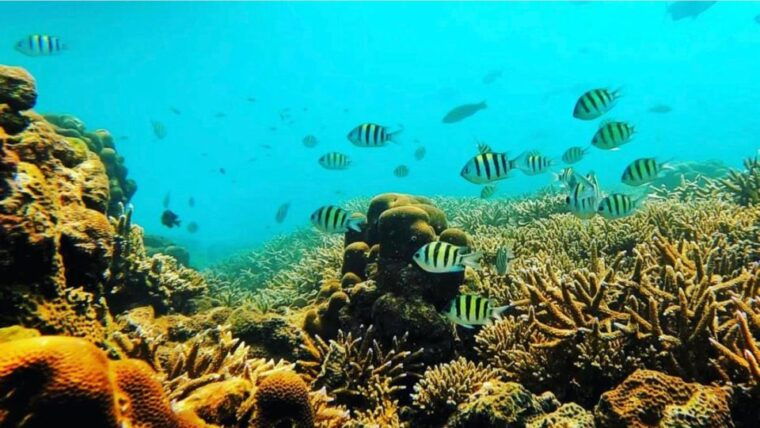 bali-amed-jemeluk-lipah-beach-snorkeling-adventure