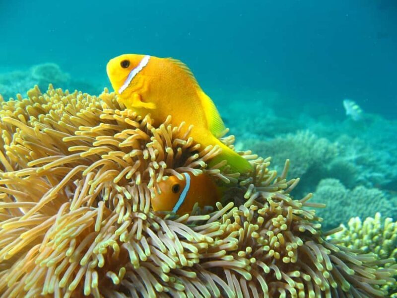 Bali, Amed Snorkeling, Kayak, and Paddle Board Tour - Key Points