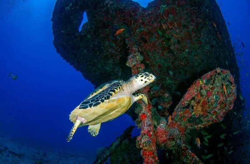 Bali, Amed: Wreck Diver Specialty & Kayak Adventure - Bali, Amed: Wreck Diver Specialty & Kayak Adventure – A Complete Review