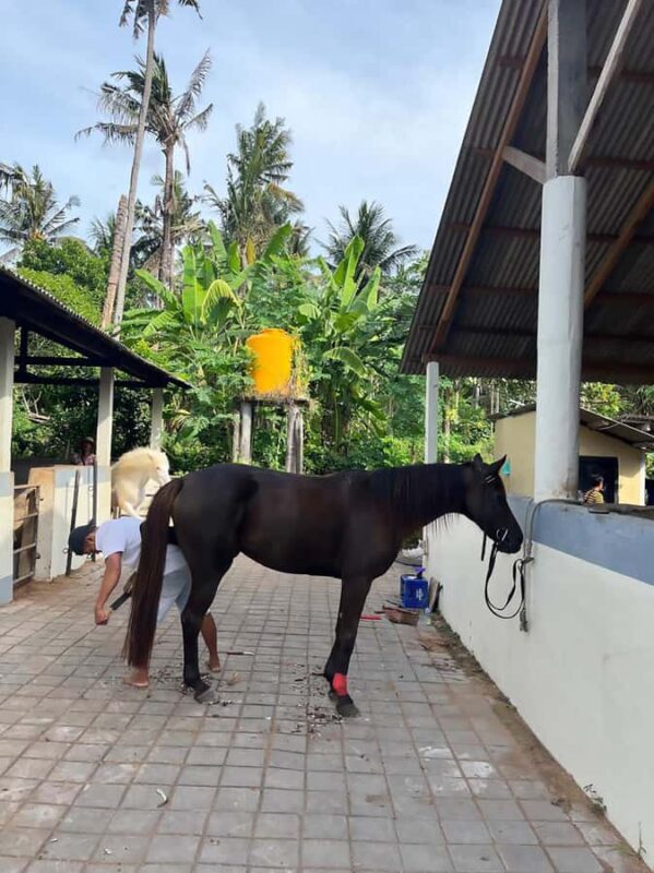 Bali: ATV Ride and Horse Riding Package with Lunch - The Sum Up