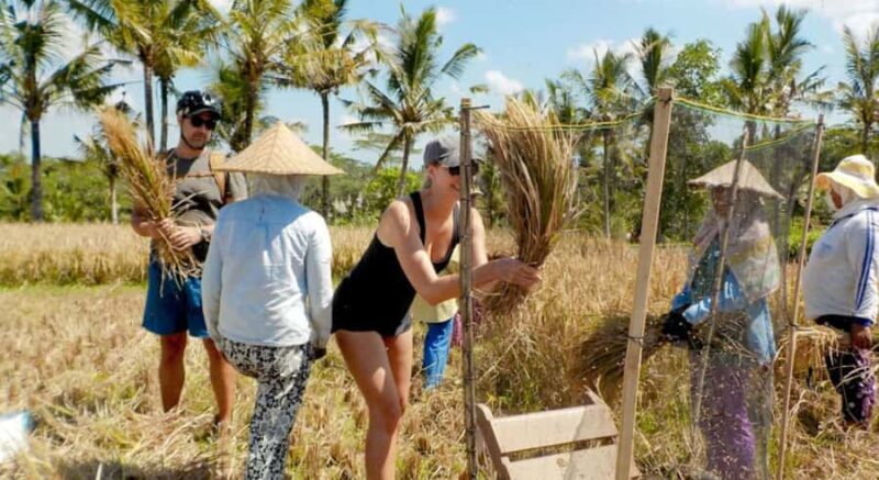 Bali: Authentic Rural & Cooking Experience - Exploring Bali’s Heart: What to Expect from the Tour