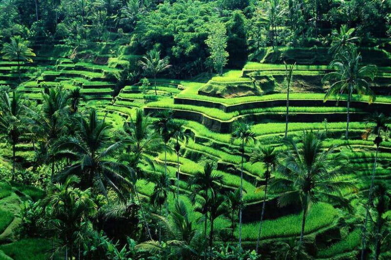 bali-ayung-river-rafting-with-ubud-tour-and-lunch