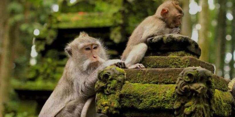 bali-bali-swing-monkey-forest-rice-terrace-waterfall