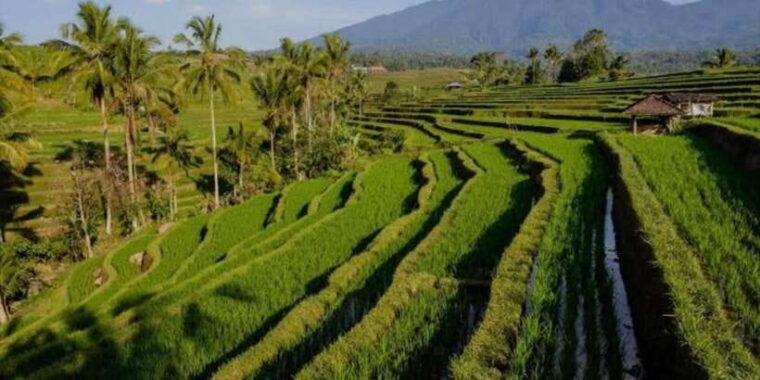 bali-bali-swing-monkey-forest-rice-terrace-waterfall