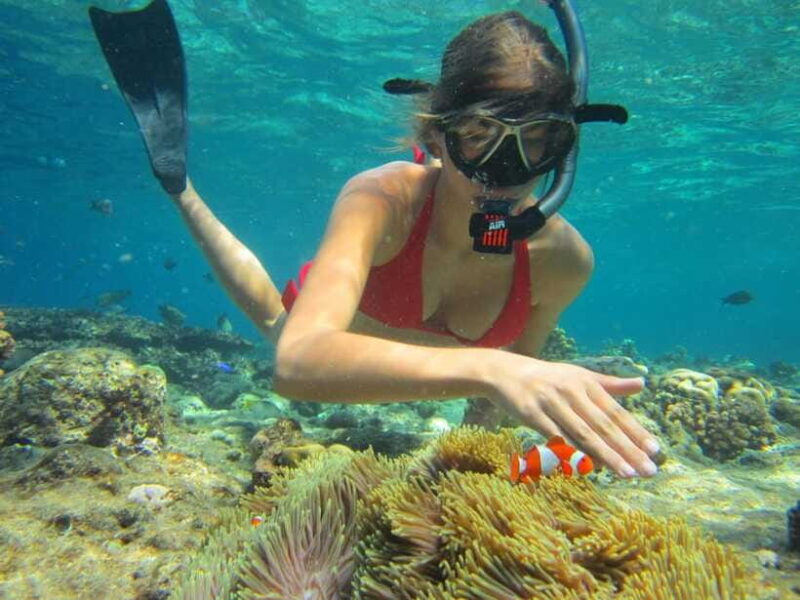 Bali: Basic Snorkeling at Menjangan Island - The Sum Up: Who Is This Tour Perfect For?