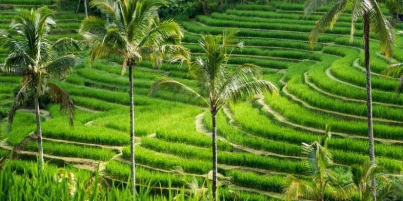 bali-bedugul-private-tour-with-driver-guide