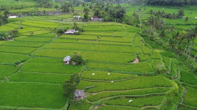 Bali: Belimbing Village Trek with Waterfall & Temple Visit - Nearby Attractions for Extension