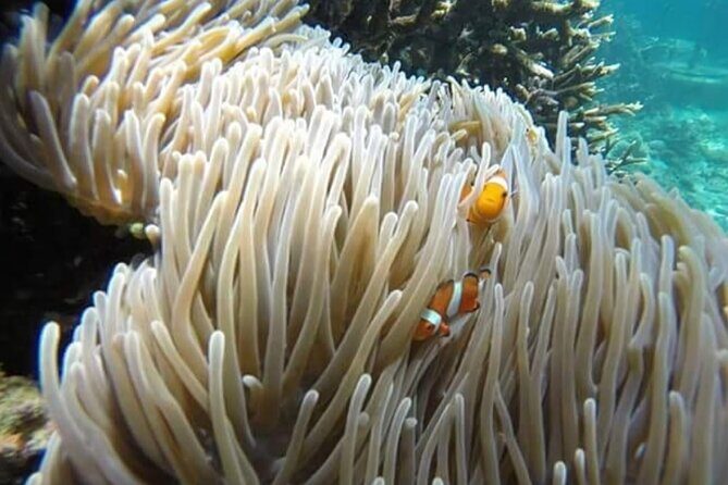 Bali Best Snorkeling Blue Lagoon with Lunch & Guide - Key Points