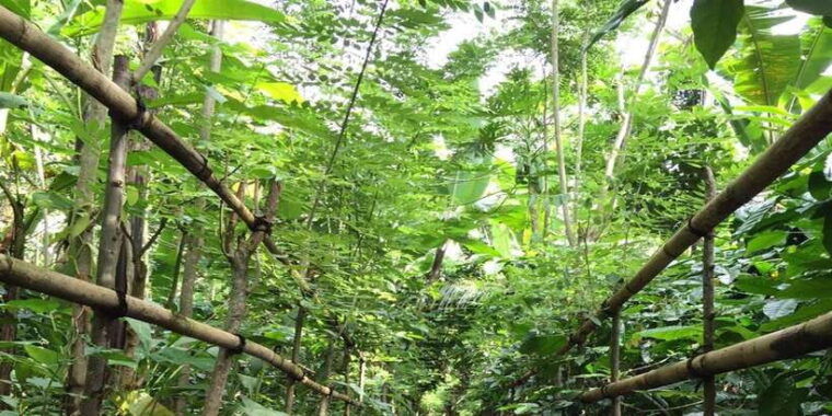 bali-best-sunrise-spots-ubud-monkey-forest-private-tour