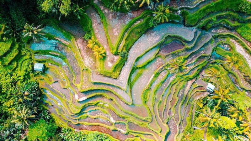 bali-best-waterfalls-rice-terrace-with-private-transfers