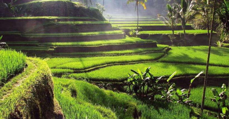 bali-best-waterfalls-rice-terrace-with-private-transfers