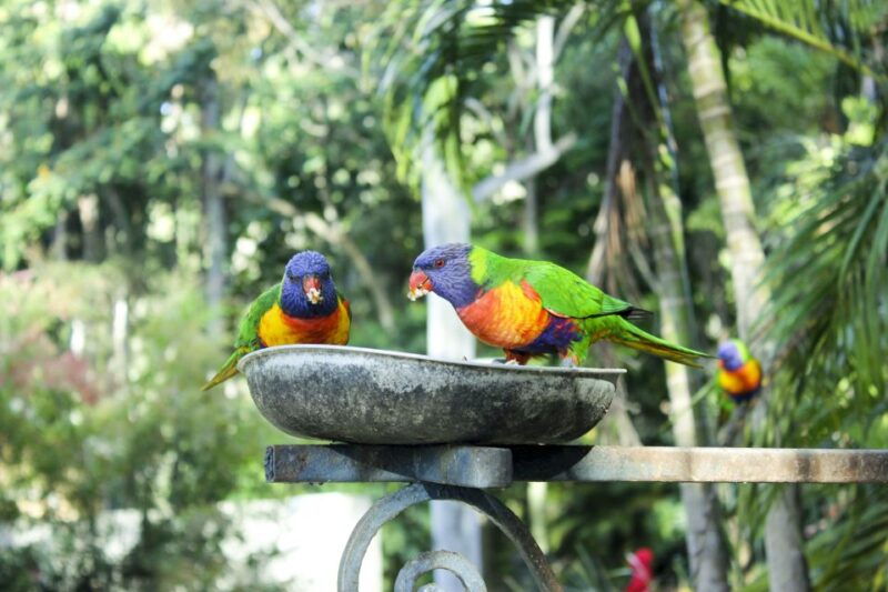 bali-bird-park-1-day-admission-ticket