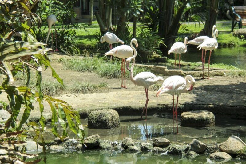 bali-bird-park-1-day-admission-ticket