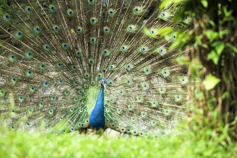 bali-bird-park-1-day-admission-ticket