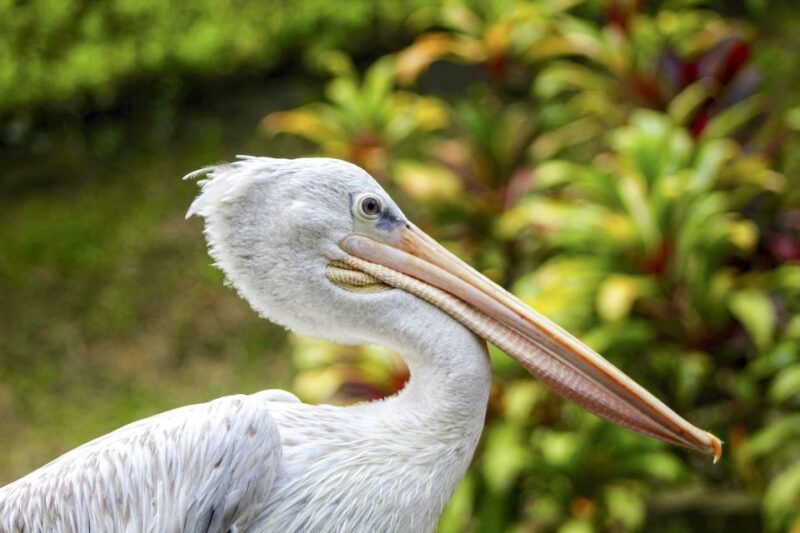 bali-bird-park-1-day-admission-ticket