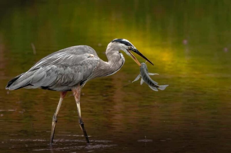 Bali: Bird-Watching Walk & Jungle Zipline Adventure - Key Points