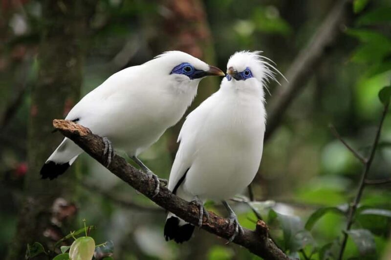 Bali: Bird-Watching Walk & Jungle Zipline Adventure - What Travelers Should Know