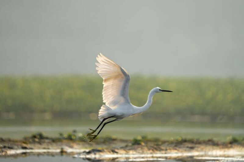 Bali: Bird-Watching Walk & Jungle Zipline Adventure - Final Thoughts